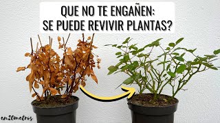 ES POSIBLE REVIVIR PLANTAS que no te engañen con trucos y milagros  en20metros [upl. by Monroy]