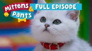 Forgettin Kitten 🐱  Preschool Shows Full Episodes  Mittens amp Pants [upl. by Koby]