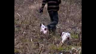 EPAGNEUL BRETON KENNEL quotOD BAKICA UMKAquot  OUR DOGS ON TRAINING [upl. by Harat]