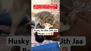 My husky’s morning routine Uth jaa Pawpa🤦‍♂️🤣🚨 funnyhusky dogdad doglovers [upl. by Betthezel]