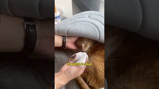 Home cat feeding service Todays feeding for a companys adopted cat with urinary issues part 1 😿 [upl. by Gerardo]