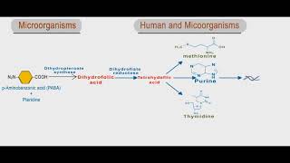 Sulfonamides and trimethoprim animation folic acid inhibitors [upl. by Ahsinek644]