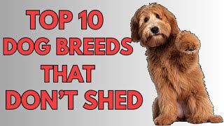 TOP 10 NON SHEDDING DOG BREEDS 2024 [upl. by Mari]