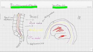 Einführung in die Neuroanatomie Teil 2  Hirnhäute [upl. by Drawde338]