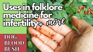 Medicinal uses of DOG BLOOD BUSH for INFERTILITY amp more  Earths Medicine [upl. by Cody]