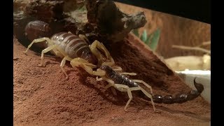 Parabuthus schlechteri  mating [upl. by Pan]