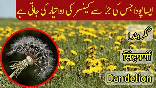 Introduction Uses Benefits of Dandelion  How to grow Dandelion Plant [upl. by Raychel]