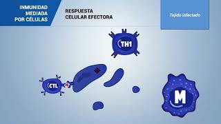 Inmunidad mediada por células [upl. by Luann]