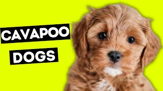 New Cavapoo Puppy  collect all pets cavapoodog cavapoopuppy [upl. by Ysle]