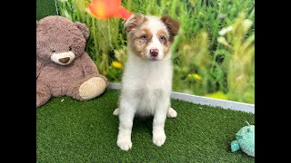 🐶 Australische herdershond 🐶 teefje 🐶 PUP ID 010408866 🐶 [upl. by Gnouv]