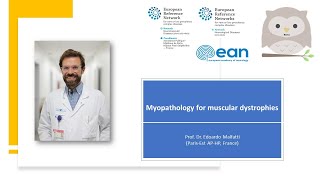 Myopathology for muscular dystrophies [upl. by Adniral]