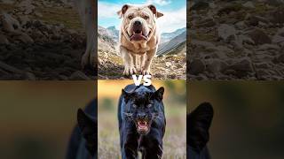 Black panther vs white animal lion tiger polar bear leopard  blackpanther lion tiger leopard [upl. by Ydissac]