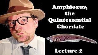 Lecture 2 Amphioxus the Quintessential Chordate [upl. by Aicrag758]