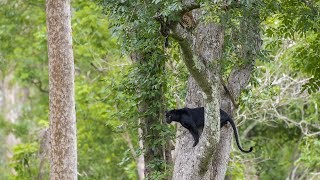 Kabini  The Black Panther  2017 [upl. by Merkley159]