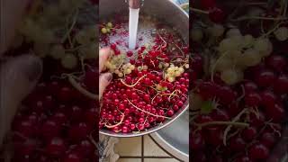 Homemade Red Currant Syrup Recipe farmliving farmstead [upl. by Anitsenre]