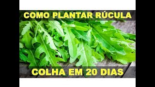 COMO PLANTAR RÚCULA NO VASO  COLHA EM 20 DIAS [upl. by Lundquist824]