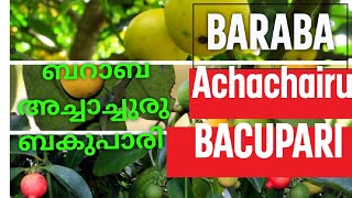 BARABA FRUIT PLANT ACHACHAIRU  BACUPARI ബറാബ  അച്ചാച്ചുരുബകുപാരി  V GREEN 2022 [upl. by Ellerey591]