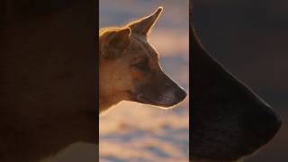 How are dingoes helping to save one of Australia’s rarest birds savethedingo onthefencefilm [upl. by Aisat]