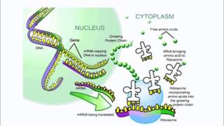 Transcription amp Translation  ALevel A2 Biology Revision [upl. by Ahseka]