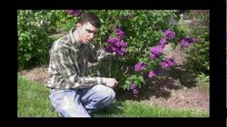 How to Grow and Care for Lilac Plants Video [upl. by Einahets]