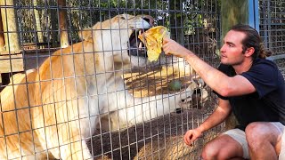 HAND FEEDING THE BIGGEST CAT IN THE WORLD [upl. by Adaynek]