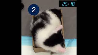 How to Measure Respiratory Breathing Rate in a Cat [upl. by Shippee]