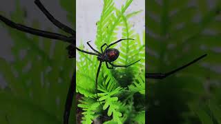 Latrodectus hesperus latrodectushesperus [upl. by Yellat]