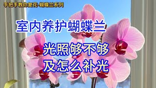 手把手教你复花蝴蝶兰 83 室内养护蝴蝶兰光照够不够及怎么补光 [upl. by Eneiluj212]