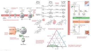 HDL CETP LCAT Sales biliares colesterol bioquímica [upl. by Llehcar138]