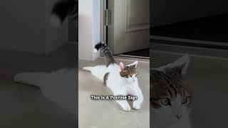 What your cat tail can tell you cattails catlover catshorts pets [upl. by Akemahs245]