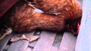 Hilfe Huhn retten SelberMacher [upl. by Nnylaf]