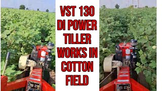 vst 130 di works in cotton field  vst power tiller [upl. by Geof]