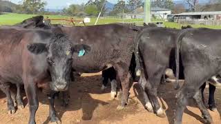 MARSHMAN Angus X heifers [upl. by Oiracam]