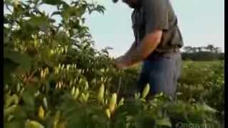 How Its Made Tabasco Hot Sauce Discovery Channel [upl. by Fenwick]