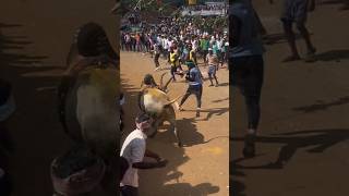 Kappanahalli Kaali🔱 Jallikattu bull viralvideo Horihabba viralshorts [upl. by Nabetse451]