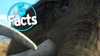 Top 5 Facts about Mammoths [upl. by Luke]