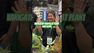 PlantCon 2024 Rare Varigated Plants plants houseplants garden [upl. by Jeffie]