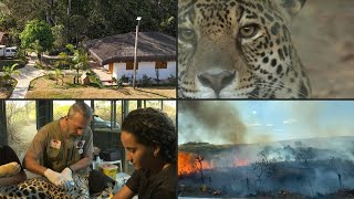 Um refúgio trabalha para curar onças feridas por incêndios no Brasil  AFP [upl. by Eenafit]