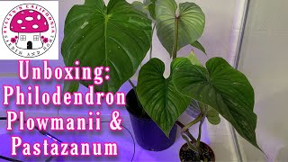 Unboxing Philodendron Plowmanii amp Pastazanum [upl. by Neelhtakyram]