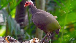 Nicobar megapode Megapodius nicobariensis [upl. by Menides]