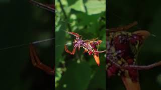 Araña punta de flecha Micrathena sagittata arañas arañaspeligrosas [upl. by Mauchi]