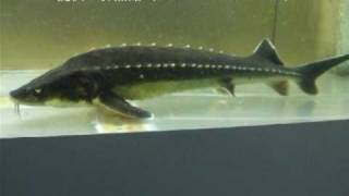 「ロシアチョウザメ（Russian sturgeon）」学名：Acipenser gueldenstaedtii [upl. by Jandel]