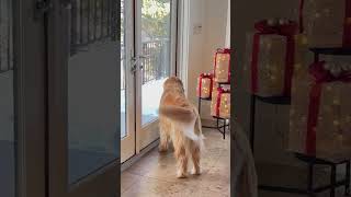 Golden Retriever Falls In Love With A Wild Squirrel  The Dodo [upl. by Samuel]