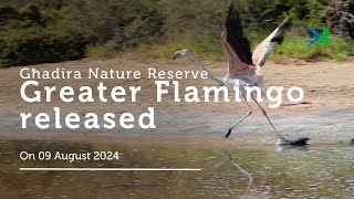 Confiscated Greater Flamingo Released at Għadira Nature Reserve 🦩 [upl. by Eillehs368]