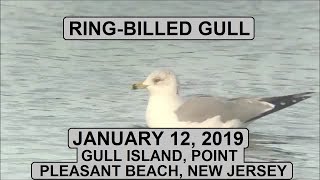 RingBilled Gull  Gull Island Point Pleasant Beach New Jersey [upl. by Yesiad]