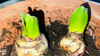 How to grow and care for hyacinth plant [upl. by Atterahs182]