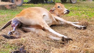 Cow Giving Birth To A Lovely Female Calf [upl. by Eikin]