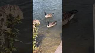 Cutest pair of geese Please subscribe The geese will be so happy goose geese subscrib [upl. by Boris]