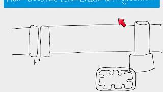 A2 Biology  The Electron Transport Chain and oxidative phosphorylation [upl. by Boonie753]