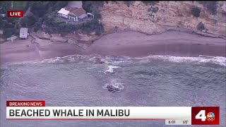 Beached whale seen in Malibu [upl. by Yvon]